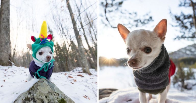 30 Images Of A Tiny Chihuahua Who Conquered Winter — And Everyone’s Heart