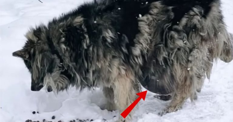 Abandoned In The Snow With A 7-Kilogram Tumor, Alma Finally Found Warmth