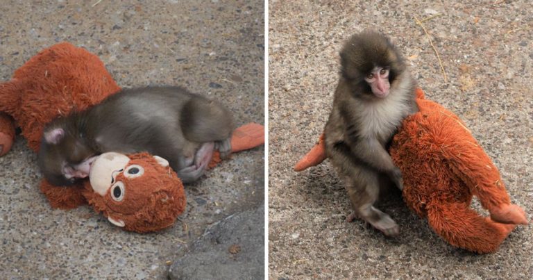 Baby Monkey Clings to Stuffed Toy After Mother Rejects Him