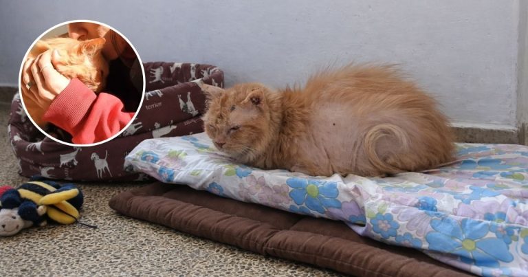 Cinnamon — The Angry Old Cat Who Chose Love Before She Left