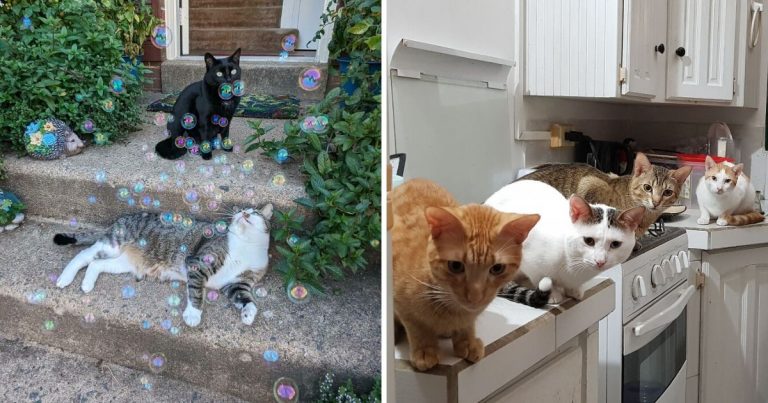 “Council Of Cats”: 35 Suspiciously Coordinated Felines That Definitely Look Like They’re Plotting Something