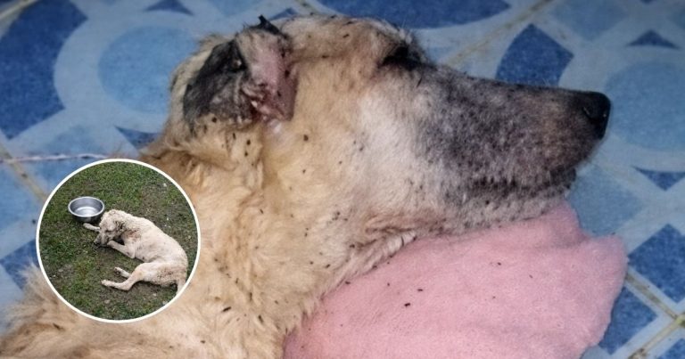 Dog Trapped Inside A Bag For Days Finally Escapes His Nightmare