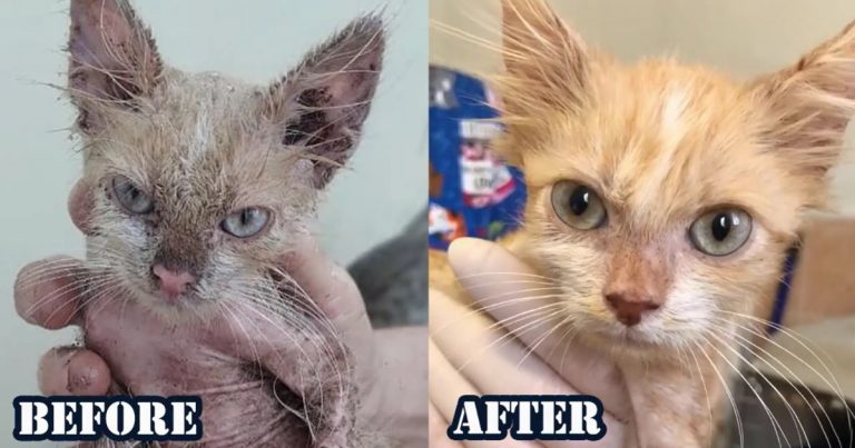 Drenched In The Rain, The Kitten Shivered From Hunger And Happy To Be Adopted