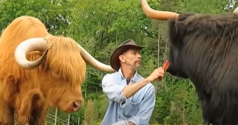 A 2,000-Pound Gentle Giant Who Thinks He’s a Lap Dog