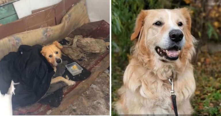 He Led Rescuers Through A Snowy Forest — And Begged To Be Taken Home