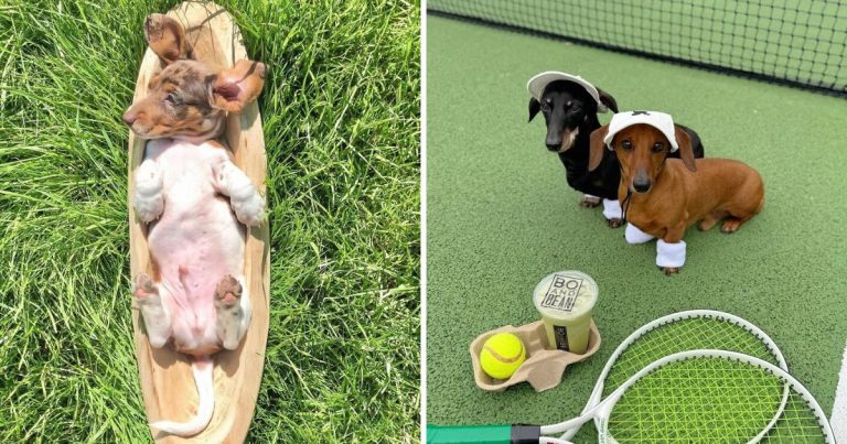 40 Heart-Melting Dachshund Moments That Are Impossible To Scroll Past