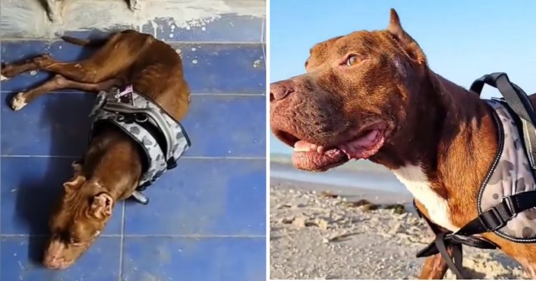 Hikers Found This Dog Barely Alive In The Woods — What He Survived Is Unthinkable