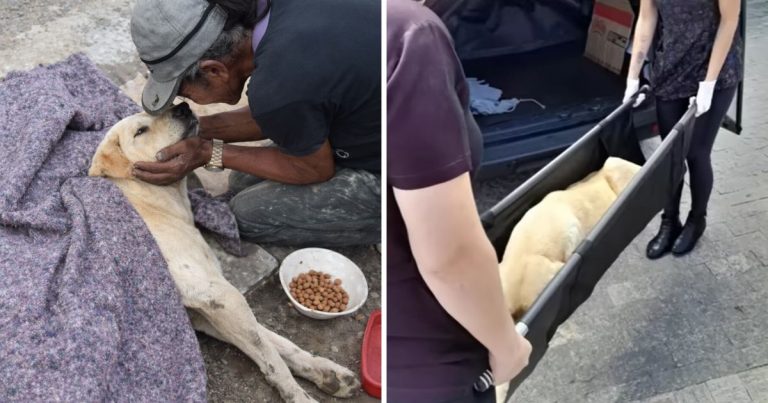 Homeless Man Cried Helplessly Next To His Beloved Dog, The Vet Refused Him