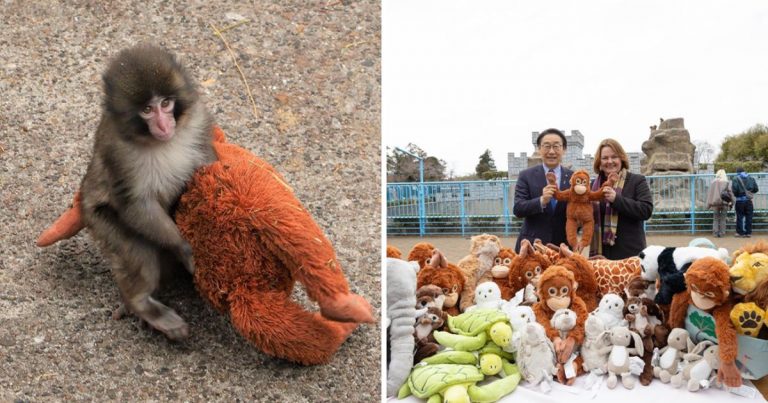 IKEA Praised for Gift to Baby Monkey Punch