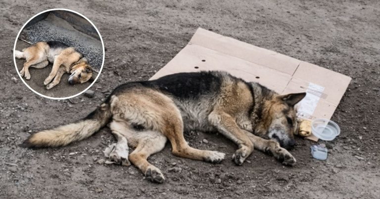 “Please Let Me Live,” He Seemed To Cry After The Accident — And No One Could Look Away