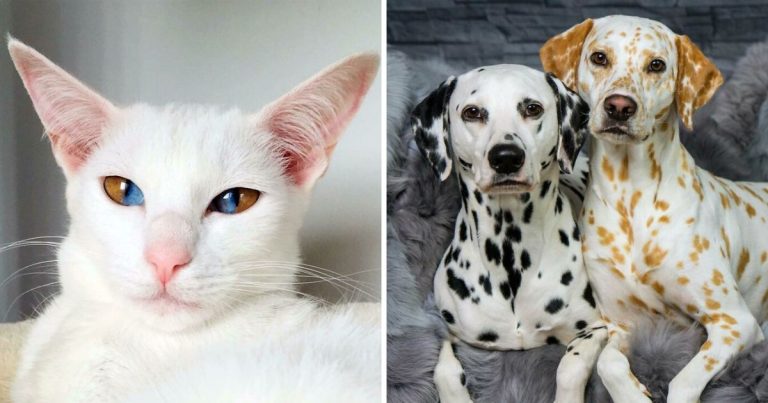30 Animals Born With Rare Genetic Mutations That Look Straight Out Of A Fantasy
