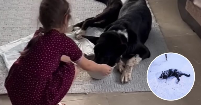 The Owner Ignored His Trembling Dog With 4 Bullets Even Though He Begged For Release