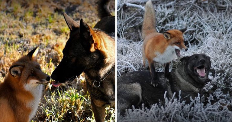 Wild Fox And Tame Dog Form A Friendship That Challenges The Fur Industry