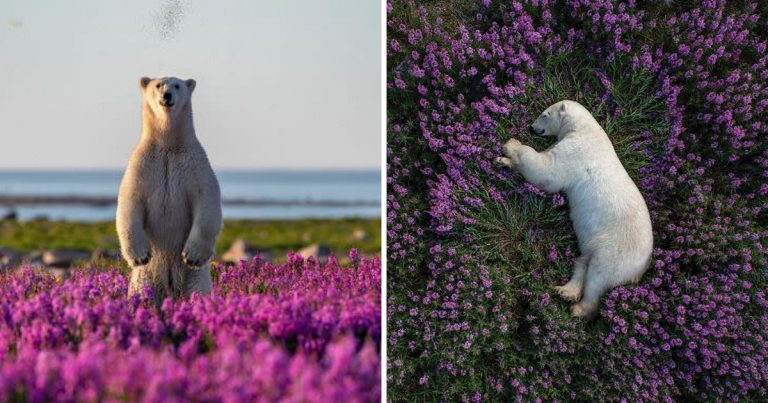 40 Breathtaking Wildlife Moments Captured By A Photographer Who Chases The Wildest Edges Of The Earth